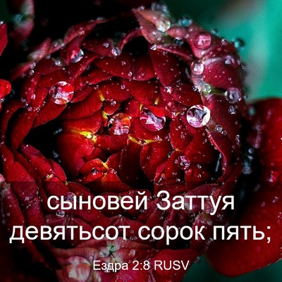 Picture 03 - Ездра 2:8 RUSV - сыновей Заттуя девятьсот - Bible Verse Picture