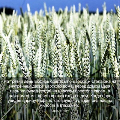 Picture 03 - Есфирь 5:1 RUSV - На третий день Есфирь - Bible Verse Picture