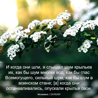 Picture 03 - Иезекииль 1:24 RUSV - И когда они шли, я слышал - Bible Verse Picture