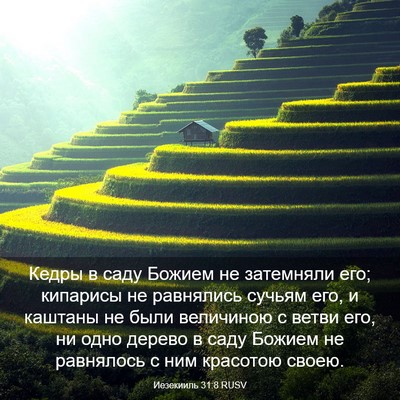 Picture 03 - Иезекииль 31:8 RUSV - Кедры в саду Божием не - Bible Verse Picture