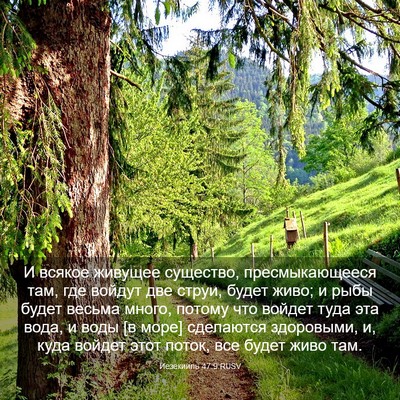 Picture 03 - Иезекииль 47:9 RUSV - И всякое живущее существо, - Bible Verse Picture