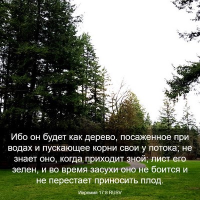 Picture 03 - Иеремия 17:8 RUSV - Ибо он будет как дерево, - Bible Verse Picture