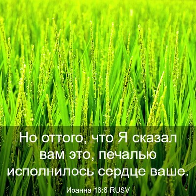 Picture 03 - Иоанна 16:6 RUSV - Но оттого, что Я сказал вам - Bible Verse Picture