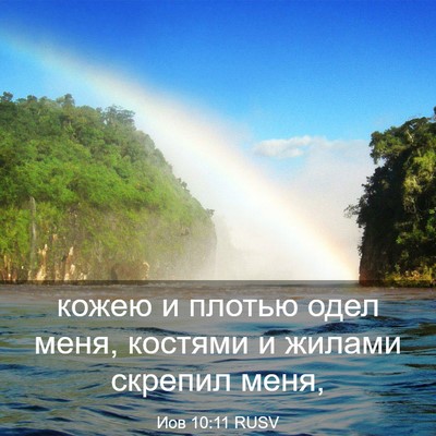 Picture 03 - Иов 10:11 RUSV - кожею и плотью одел меня, - Bible Verse Picture