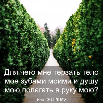 Picture 03 - Иов 13:14 RUSV - Для чего мне терзать тело - Bible Verse Picture