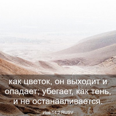 Picture 03 - Иов 14:2 RUSV - как цветок, он выходит и - Bible Verse Picture