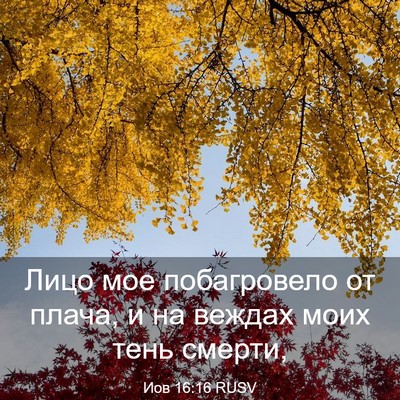 Picture 03 - Иов 16:16 RUSV - Лицо мое побагровело от - Bible Verse Picture