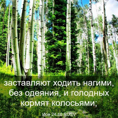 Picture 03 - Иов 24:10 RUSV - заставляют ходить нагими, - Bible Verse Picture
