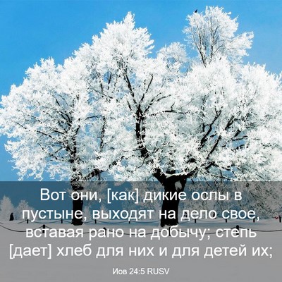 Picture 03 - Иов 24:5 RUSV - Вот они, [как] дикие ослы в - Bible Verse Picture