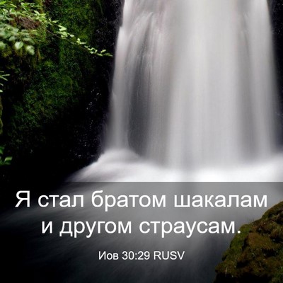 Picture 03 - Иов 30:29 RUSV - Я стал братом шакалам и - Bible Verse Picture