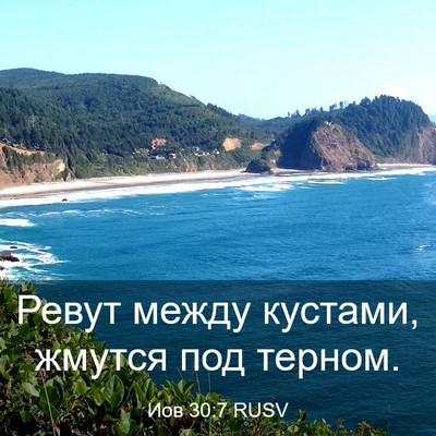 Picture 03 - Иов 30:7 RUSV - Ревут между кустами, - Bible Verse Picture
