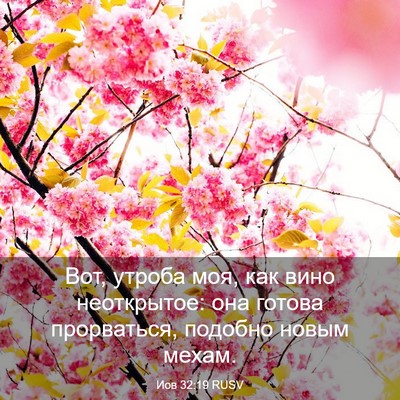 Picture 03 - Иов 32:19 RUSV - Вот, утроба моя, как вино - Bible Verse Picture