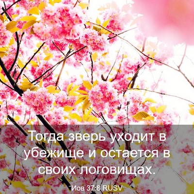 Picture 03 - Иов 37:8 RUSV - Тогда зверь уходит в - Bible Verse Picture