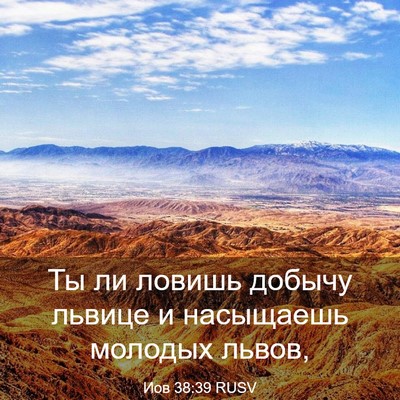 Picture 03 - Иов 38:39 RUSV - Ты ли ловишь добычу львице - Bible Verse Picture