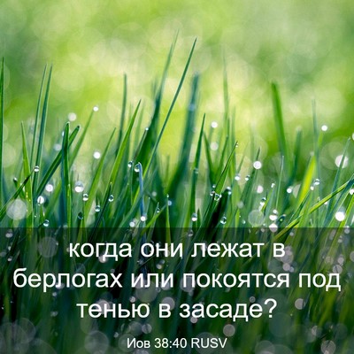Picture 03 - Иов 38:40 RUSV - когда они лежат в берлогах - Bible Verse Picture