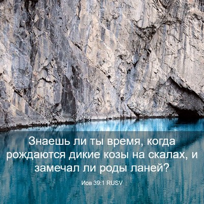 Picture 03 - Иов 39:1 RUSV - Знаешь ли ты время, когда - Bible Verse Picture