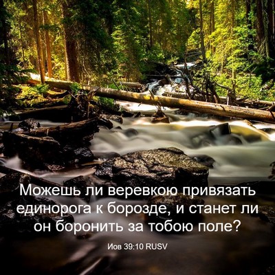 Picture 03 - Иов 39:10 RUSV - Можешь ли веревкою - Bible Verse Picture