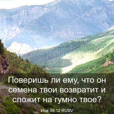 Picture 03 - Иов 39:12 RUSV - Поверишь ли ему, что он - Bible Verse Picture