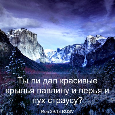 Picture 03 - Иов 39:13 RUSV - Ты ли дал красивые крылья - Bible Verse Picture