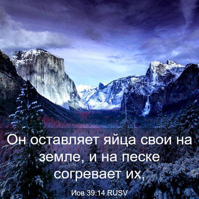 Picture 03 - Иов 39:14 RUSV - Он оставляет яйца свои на - Bible Verse Picture