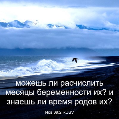 Picture 03 - Иов 39:2 RUSV - можешь ли расчислить - Bible Verse Picture
