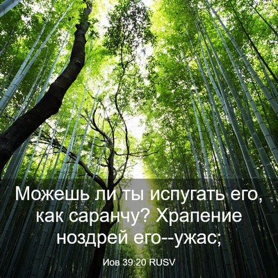 Picture 03 - Иов 39:20 RUSV - Можешь ли ты испугать его, - Bible Verse Picture