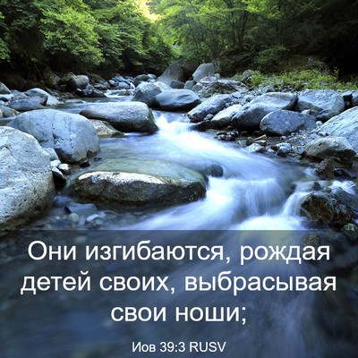 Picture 03 - Иов 39:3 RUSV - Они изгибаются, рождая - Bible Verse Picture