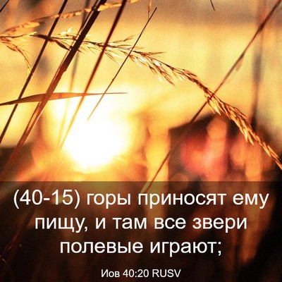 Picture 03 - Иов 40:20 RUSV - (40-15) горы приносят ему - Bible Verse Picture