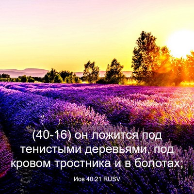 Picture 03 - Иов 40:21 RUSV - (40-16) он ложится под - Bible Verse Picture