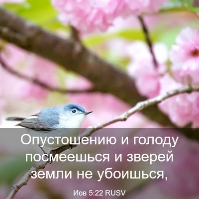 Picture 03 - Иов 5:22 RUSV - Опустошению и голоду - Bible Verse Picture