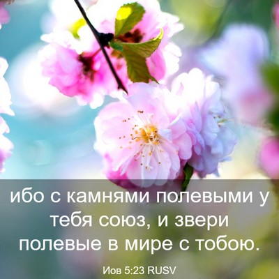 Picture 03 - Иов 5:23 RUSV - ибо с камнями полевыми у - Bible Verse Picture