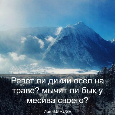 Picture 03 - Иов 6:5 RUSV - Ревет ли дикий осел на - Bible Verse Picture