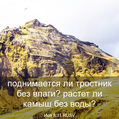 Picture 03 - Иов 8:11 RUSV - поднимается ли тростник - Bible Verse Picture