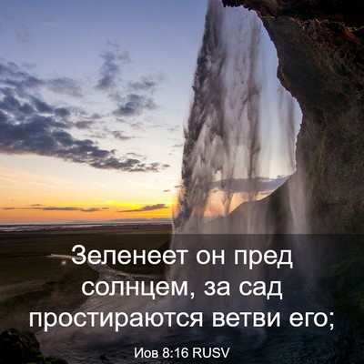 Picture 03 - Иов 8:16 RUSV - Зеленеет он пред солнцем, - Bible Verse Picture