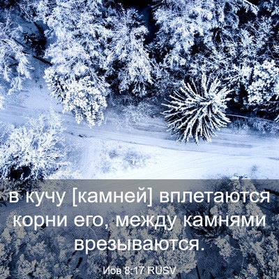 Picture 03 - Иов 8:17 RUSV - в кучу [камней] вплетаются - Bible Verse Picture