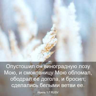 Picture 03 - Иоиль 1:7 RUSV - Опустошил он виноградную - Bible Verse Picture