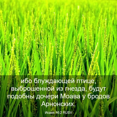 Picture 03 - Исаия 16:2 RUSV - ибо блуждающей птице, - Bible Verse Picture
