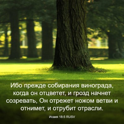 Picture 03 - Исаия 18:5 RUSV - Ибо прежде собирания - Bible Verse Picture