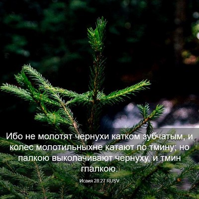Picture 03 - Исаия 28:27 RUSV - Ибо не молотят чернухи - Bible Verse Picture