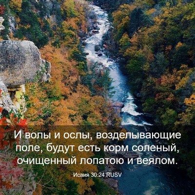 Picture 03 - Исаия 30:24 RUSV - И волы и ослы, - Bible Verse Picture