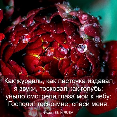 Picture 03 - Исаия 38:14 RUSV - Как журавль, как ласточка - Bible Verse Picture