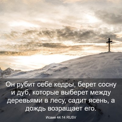 Picture 03 - Исаия 44:14 RUSV - Он рубит себе кедры, берет - Bible Verse Picture