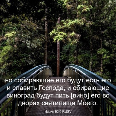 Picture 03 - Исаия 62:9 RUSV - но собирающие его будут - Bible Verse Picture