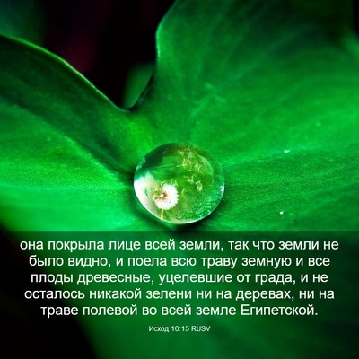 Picture 03 - Исход 10:15 RUSV - она покрыла лице всей - Bible Verse Picture