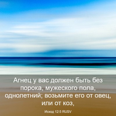 Picture 03 - Исход 12:5 RUSV - Агнец у вас должен быть без - Bible Verse Picture