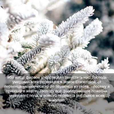 Picture 03 - Исход 13:15 RUSV - ибо когда фараон - Bible Verse Picture