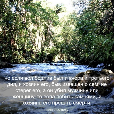 Picture 03 - Исход 21:29 RUSV - но если вол бодлив был и - Bible Verse Picture