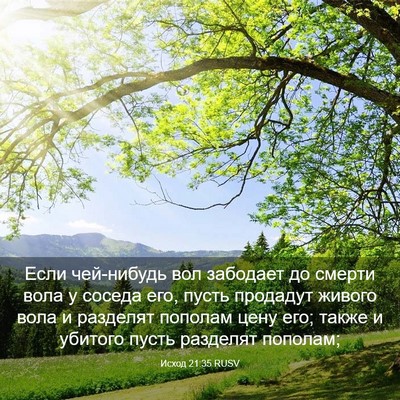 Picture 03 - Исход 21:35 RUSV - Если чей-нибудь вол - Bible Verse Picture