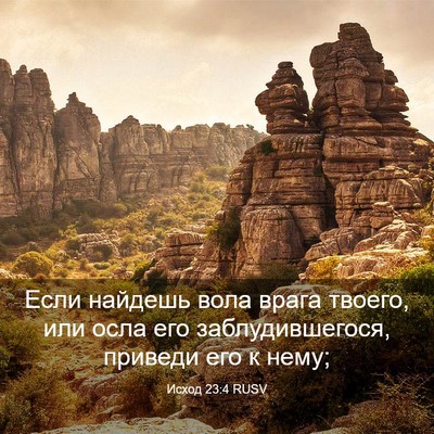 Picture 03 - Исход 23:4 RUSV - Если найдешь вола врага - Bible Verse Picture