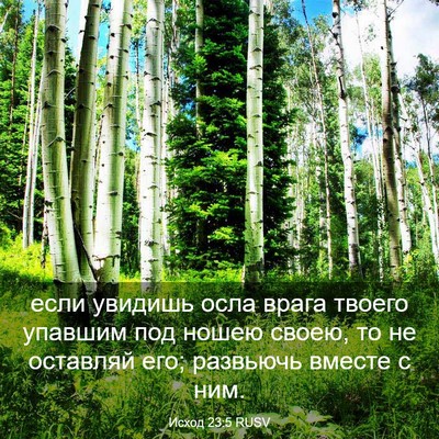 Picture 03 - Исход 23:5 RUSV - если увидишь осла врага - Bible Verse Picture